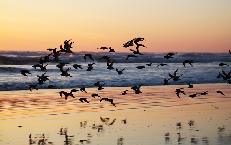 720 million birds flew across the US Tuesday night